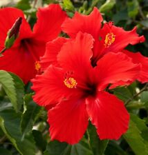 Tropical red hibiscus for sale  Homestead