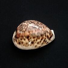 Tiger cowrie shell for sale  Stuart
