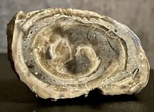 Actaeonella fossile schnecke gebraucht kaufen  Limburg-Staffel