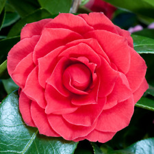 Camellia japonica black for sale  UK