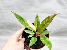 Philodendron ring fire for sale  Reseda