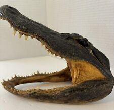 Authentic alligator head for sale  Shelby