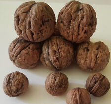 Giant walnut 20seeds for sale  USA