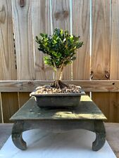 japanese boxwood bonsai tree for sale  Houston