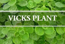 Vicks plant plectranthus for sale  Pompano Beach