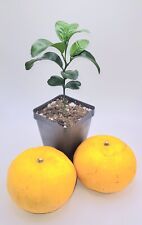 Honey tangerine seedlings for sale  Bangor