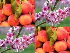 peach trees for sale  KING'S LYNN