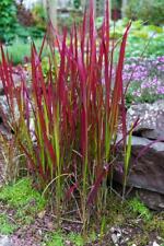 Red hook sedge for sale  RICHMOND