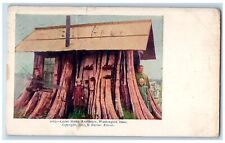 1904 cedar stump for sale  Terre Haute