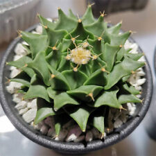2-4cm Obregonia denegrii cactus Succulent plants Plants Home Decoration for sale  Shipping to South Africa