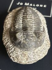 Fossil trilobite hollardops for sale  BLACKBURN