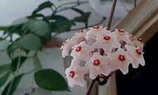 Hoya wachsblume steckling gebraucht kaufen  Berlin