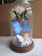Beautiful large butterflies for sale  Mendham