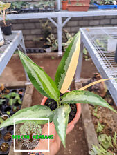 Used, REAL PICTURE Aglaonema Jubliee Variegated Free Pithosanitary for sale  Shipping to South Africa