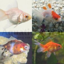 Assorted fancy goldfish for sale  BIRMINGHAM