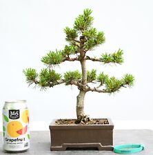 Japanese white pine for sale  Holly Springs