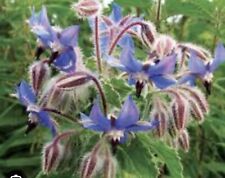 Borage herb edible for sale  HEREFORD