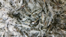 Bestbait salted emerald for sale  Lakeside Marblehead