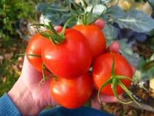 Siberian tomato pomodoro usato  Italia