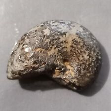 Siero phylloceras ammonite usato  Italia