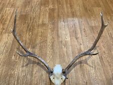 taxidermy horns for sale  BRIDGE OF ORCHY