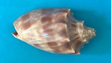 SEASHELL VOLUTIDAE CYMBIOLA OBLITA GEM - 42.7 MM for sale  Shipping to South Africa