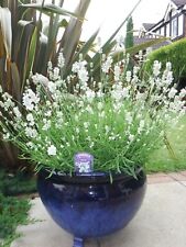 English white lavender for sale  NOTTINGHAM