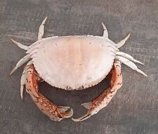 Crabe calappa calappa d'occasion  Agde