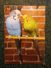 Perruche ondulee budgerigars d'occasion  Beaumont-de-Lomagne