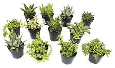 Assorted succulents plants for sale  Miami