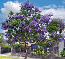 Jacaranda mimosifolia tree for sale  Edinburg