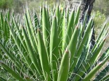 Yucca filifera ** (1 pianta vq7-7x7x10) usato  Napoli