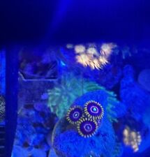 Red hornets zoa for sale  LONDON