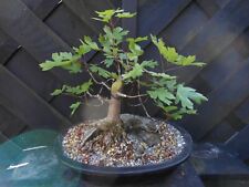 Maple roots rock for sale  CANNOCK