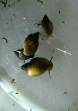 Live pond snails for sale  Cave Junction