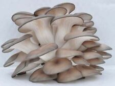 Micélio cultura líquida cogumelo ostra azul/cinza (Pleurotus ostreatus) comprar usado  Enviando para Brazil