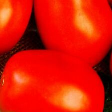 Samen tomate gurke gebraucht kaufen  Aulendorf