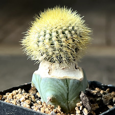 Used, 1697. Uebelmannia eriocactoides   (grafted) for sale  Shipping to South Africa