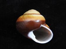 Land snail chloraea for sale  SOUTHAMPTON