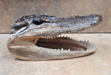 Alligator head genuine for sale  Sarasota