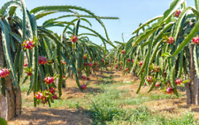 fruit dragon trees for sale  Artesia