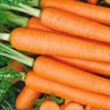 Tendersweet carrot seeds for sale  Minneapolis