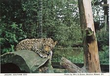 Southam zoo jaguar for sale  BUNGAY