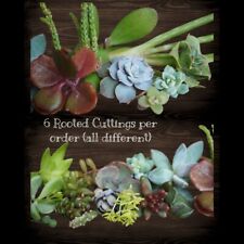 Live rooted succulents for sale  Fennville