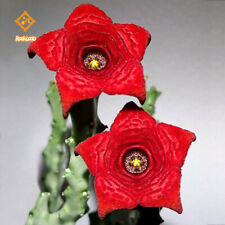 Caralluma socotrana asclepiada for sale  Shipping to Ireland