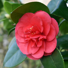 Camellia blooming wonder for sale  IPSWICH