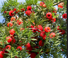 Pacific yew evergreen for sale  USA