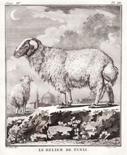 Sheep Schaf Widder Tunis Bock gravure Kupferstich engraving Buffon 1780 comprar usado  Enviando para Brazil