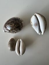 Collection shells cowries for sale  BRISTOL