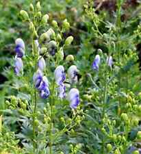 Eisenhut bicolor aconitum gebraucht kaufen  Bad Zwischenahn